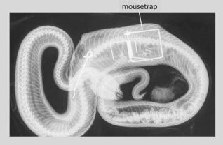 Xray of a mouse trap inside lodged inside a Lake George Timber rattlesnake.