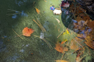 A harmful algal bloom photographed in Bolton Landing, Oct. 2022.