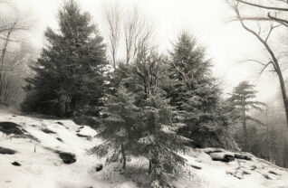 The Adirondacks had been all but stripped of its hemlocks by the 1880s. Today it is under threat again.