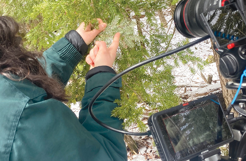 Lake George Land Conservancy Conservation Project Coordinator Leah Smisloff inspects a hemlock branch for infestations of HWA on Lake George’s east shore, near the site where HWA was discovered by a camper in 2020. Photo courtesy APIPP