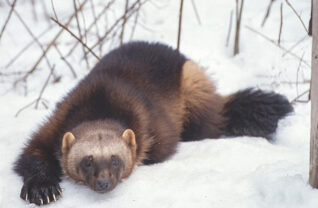 The fisher is returning to the Adirondacks, thanks in part to wildlife corridors linking the region with Canada and New England.