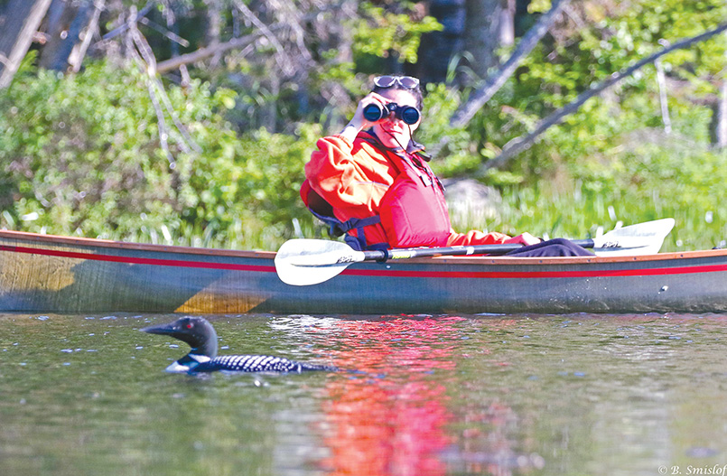 Counting loons. Photo courtesy Adirondack Center for Loon Conservation